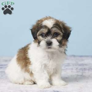 Cooper, Teddy Bear Puppy